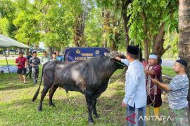 Kodaeral VI sembelih 22 ekor sapi untuk masyarakat