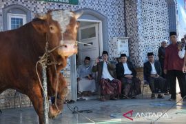 Wali Kota Makassar saksikan penyembelihan sapi kurban Presiden Prabowo