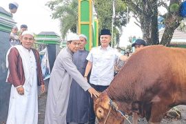 Bupati Gumas salurkan sapi kurban berbobot 921 kg bantuan Presiden