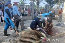 Temanggung terjunkan 92 personel awasi kesehatan hewan kurban