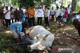 Wagub Maluku sebut penyembelihan hewan kurban perkuat tradisi lokal