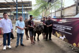 Bolone Mase Indonesia salurkan tiga sapi dan enam kambing kurban pada Idul Adha di Solo