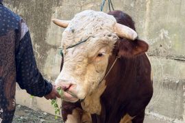 Lambo, sapi kurban 1,2 Ton milik Wagub Sumbar hebohkan warga pelosok Pasaman