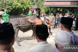 Warga Padang Pariaman antusias saksikan pemotongan kurban presiden