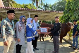 Sapi kurban Presiden berat 1,1 ton disembelih di Dharmasraya hari ini