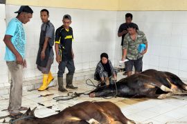 RPH Dinas Pertanian Kabupaten Bulungan Sembelih 65 Ekor Sapi Kurban