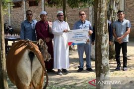 Sambut Idul Adha, Inalum salurkan 107 hewan kurban di Sumatera Utara