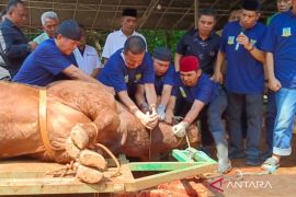 Pemkot Jaksel terima sapi limosin bobot 1,1 ton dari Prabowo