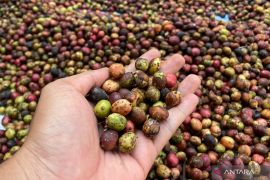 Kuningan bantu petani perkuat kualitas kopi daerah