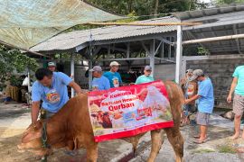 Kokola Group bersama Mamah Dedeh salurkan kurban sapi di Ciamis