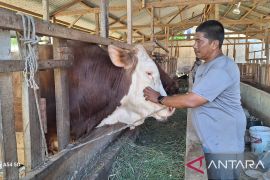 Kisah sukses Pedagang sapi Aceh Besar pasok 100 ekor sapi kurban
