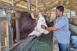 Pedagang sapi di Aceh Besar sukses pasok 100 ekor sapi kurban