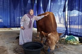 Disnakkeswan sebut Lampung berpotensi jadi produsen sapi berbobot besar
