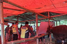 Momen Idul Adha yang penuh toleransi di Kintamani