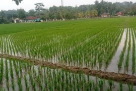 Hadapi Godzilla El Nino, Distan Lebak petakan sawah rawan kekeringan
