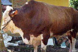 Sapi kurban Presiden seberat 1 ton disalurkan di Lampung Selatan