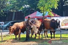 Sapi presiden dan kebisingan yang tidak perlu