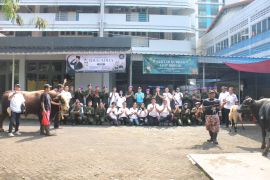 Menwa Jayakarta dan Sahabat Rizky Irmansyah salurkan sapi kurban 1 ton