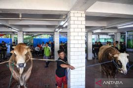 Qurban animal slaughter donated by President and Vice President at Istiqlal Mosque