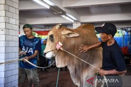 Tembus 1,3 ton! menengok sapi kurban raksasa milik Presiden Prabowo dan Wakil Presiden Gibran di Masjid Istiqlal