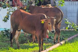 PLN UID Kalbar salurkan 3.437 kantong daging kurban