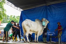 PT Timah bagikan ribuan paket daging kurban