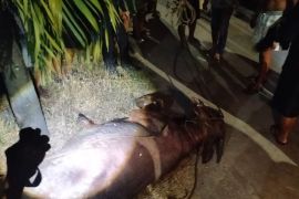 Polisi turun tangan lumpuhkan dua kerbau yang lepas saat hendak disembelih
