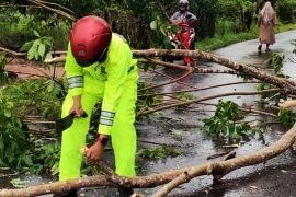 Polres Natuna bersihkan pohon tumbang penyebab kecelakaan di Padang Kurak