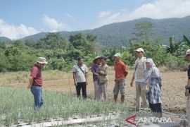 Pemkab Bangka Tengah perkuat pengembangan sentra bawang merah dan cabai