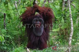 BKSDA hubungkan habitat orangutan di hutan produksi