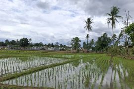 Luas cetak sawah di Provinsi Lampung pada 2026 capai 1.480 hektare