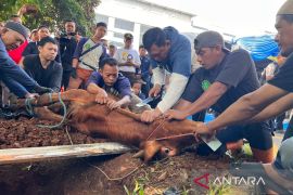 Bulog salurkan 65 ekor hewan kurban pada Idul Adha 1447 H