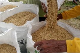 PemKab PPU sebut stok pupuk subsidi cukupi kebutuhan petani