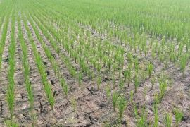 Areal persawahan di Lebak mulai alami kekeringan