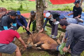 PT PLN Indonesia Power Bengkulu sembelih 15 ekor hewan kurban
