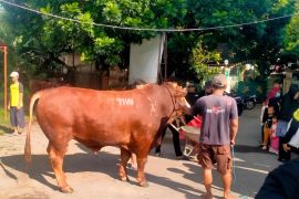 Sapi kurban "TIW" berbobot 1,1 ton hebohkan warga Condongcatur Sleman