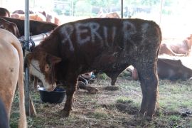 PERURI bagikan 11 hewan kurban untuk masyarakat pada Idul Adha 1447 H
