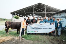 KAI Salurkan 82 Hewan Qurban pada Iduladha 1447 Hijriah, Berbagi Kebahagiaan dengan Masyarakat di Berbagai Daerah
