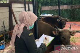 BKHIT catat 2.521 hewan kurban dilalulintaskan di Maluku
