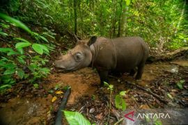 Translokasi badak pari Kalimantan