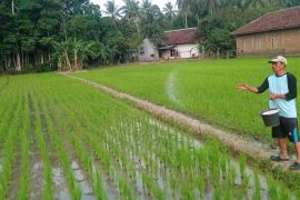 Persediaan pupuk bersubsidi di Lebak cukup sampai Desember 2026