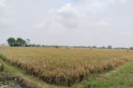 Anggota Komisi II DPRD Jabar dukung Karawang tambah luas Lahan Pertanian Berkelanjutan