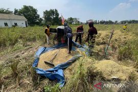 Kabupaten Cirebon jaga produksi beras hingga 300 ribu ton per tahun