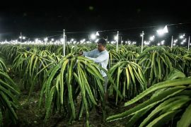 OJK perkuat ekosistem hulu-hilir buah naga di Kalteng