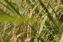 Dari program cetak sawah Kalsel, 14 ribu hektar mulai masa panen