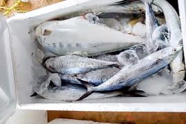 Koperasi produsen Rempang Eco City siap distribusikan ikan hasil KNMP