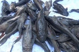 Pemprov DIY masih tunggu kajian tentukan kandungan ikan sapu-sapu