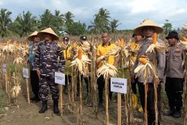 Polda papua catat produksi jagung meningkat 264 persen pada 2026