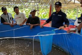 Sistem budidaya Bioflok bantu perekonomian nelayan di Pulau Karas