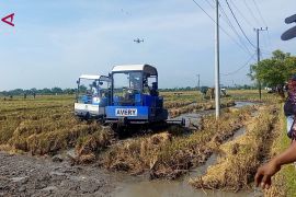 Antisipasi kemarau El Nino Godzila, Jatim percepat penanaman padi